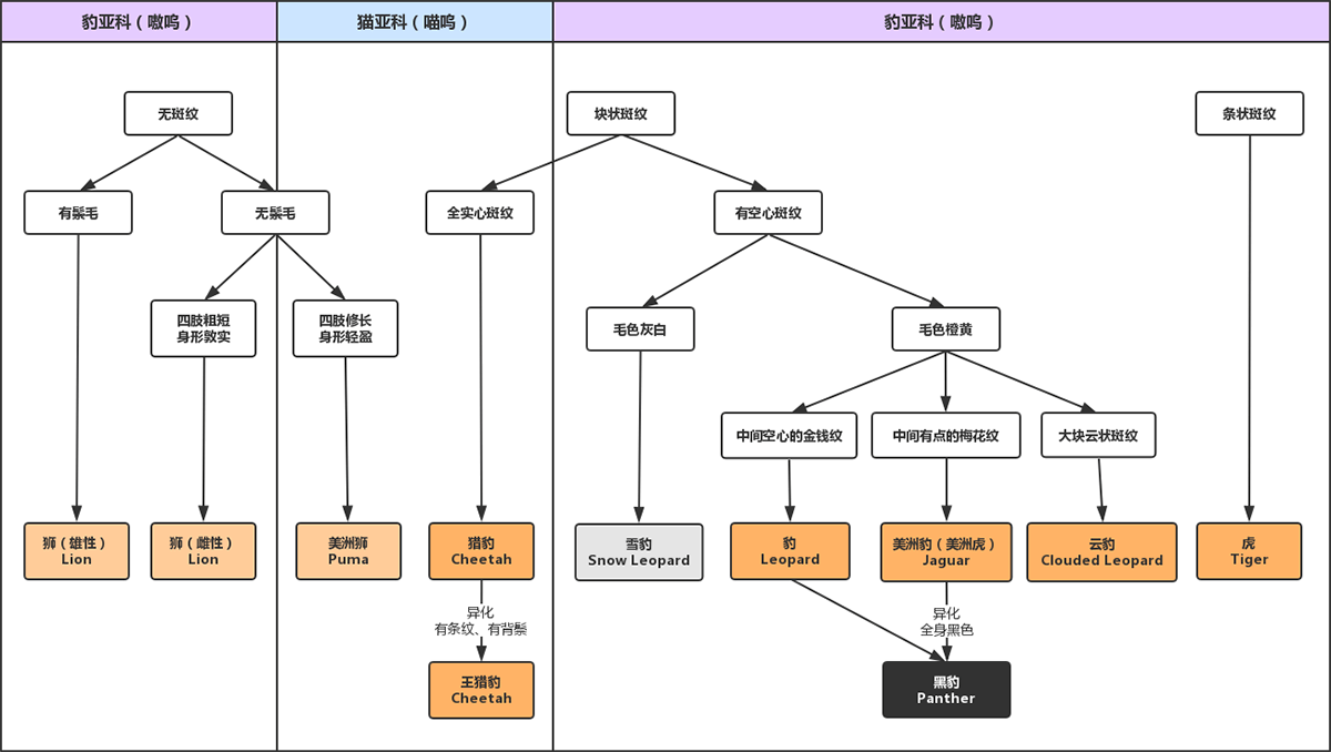 大型猫科动物识别图